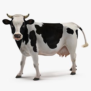 dairy cow rigged model