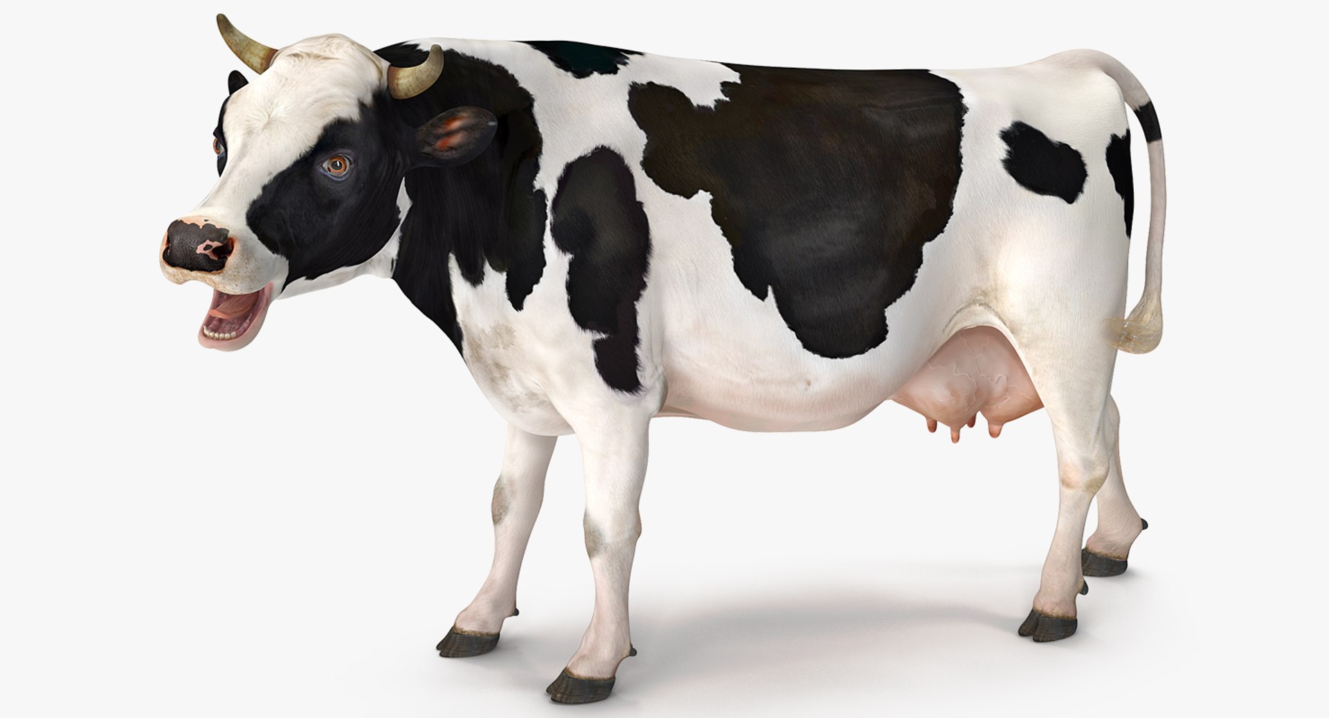 Dairy Cow Rigged for Maya 3D model preview