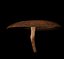 Mushroom Shiitake.lwo
