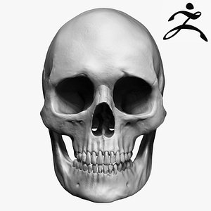 3ds max caucasoid female skull zbrush