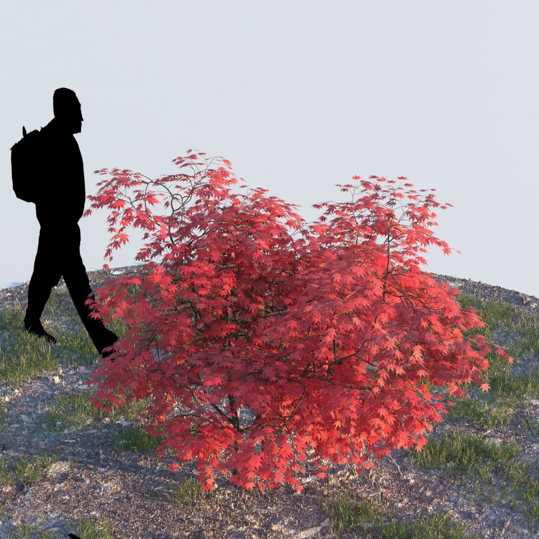 3d japanese maple
