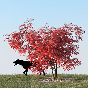 3d japanese maple