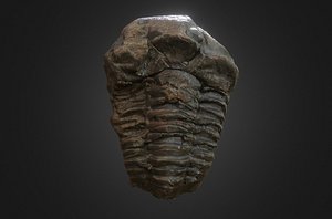3d fossilized trilobyte model