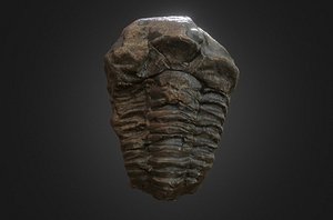 Fossil Trilobyte Scan 4k Trilobite I
