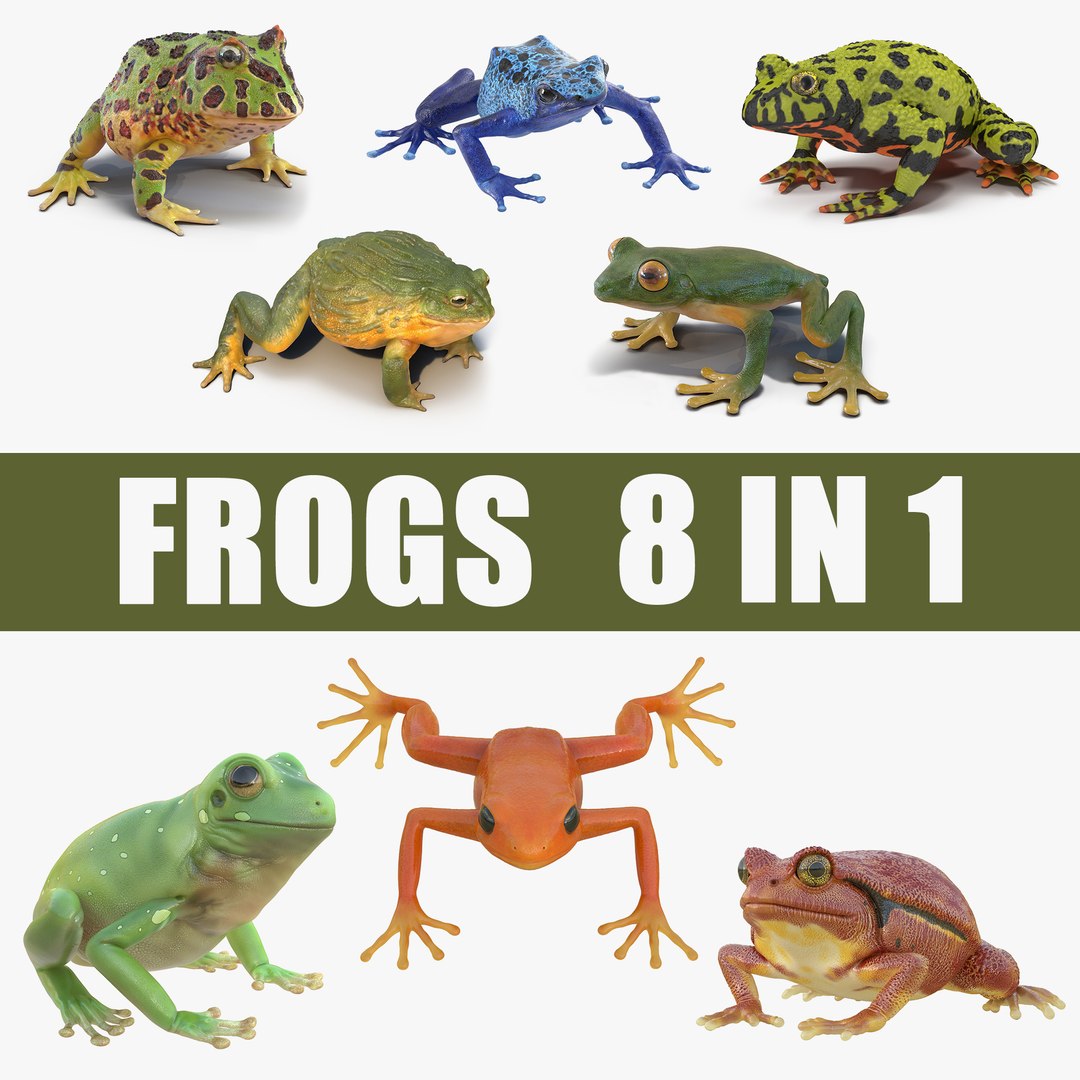 Frogs 3D Models Collection 3D model preview