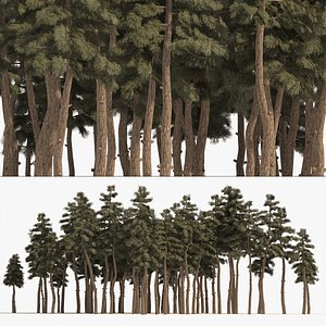 Douglas-fir large tree forest model