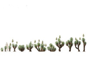 Yucca thompsoniana - Beaked yucca