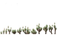 Yucca thompsoniana - Beaked yucca