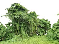 Forest Jungle Background