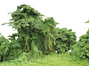 Forest Jungle Background
