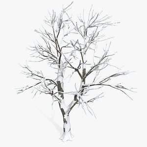 Snow Plain Defoliated Tree