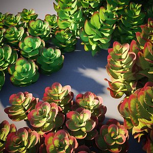 XfrogPlants Flapjacks - Kalanchoe Luciae