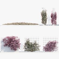 Tradescantia zebrina Wandering jew 3D Model