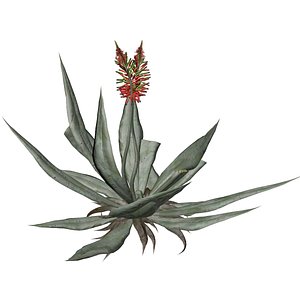Aloe Vera Plant - 05 - 3D