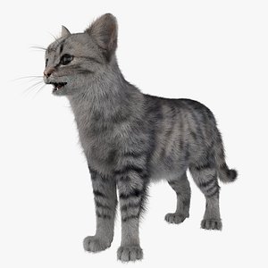 Cat 3 Fur Rigged