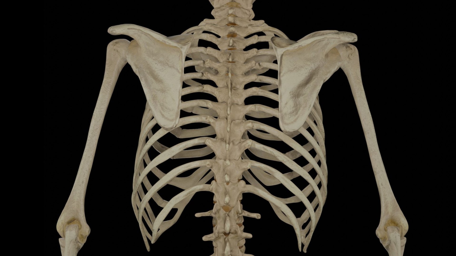 Real Human Skeleton Animated 3D Model - TurboSquid 2333712