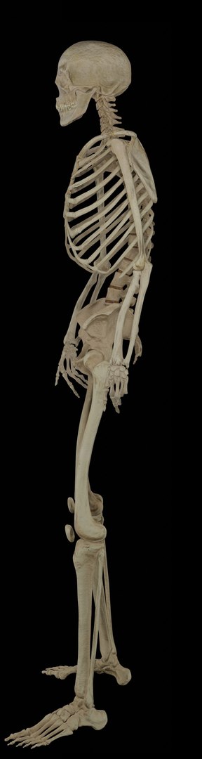 Real Human Skeleton Animated 3D Model - TurboSquid 2333712
