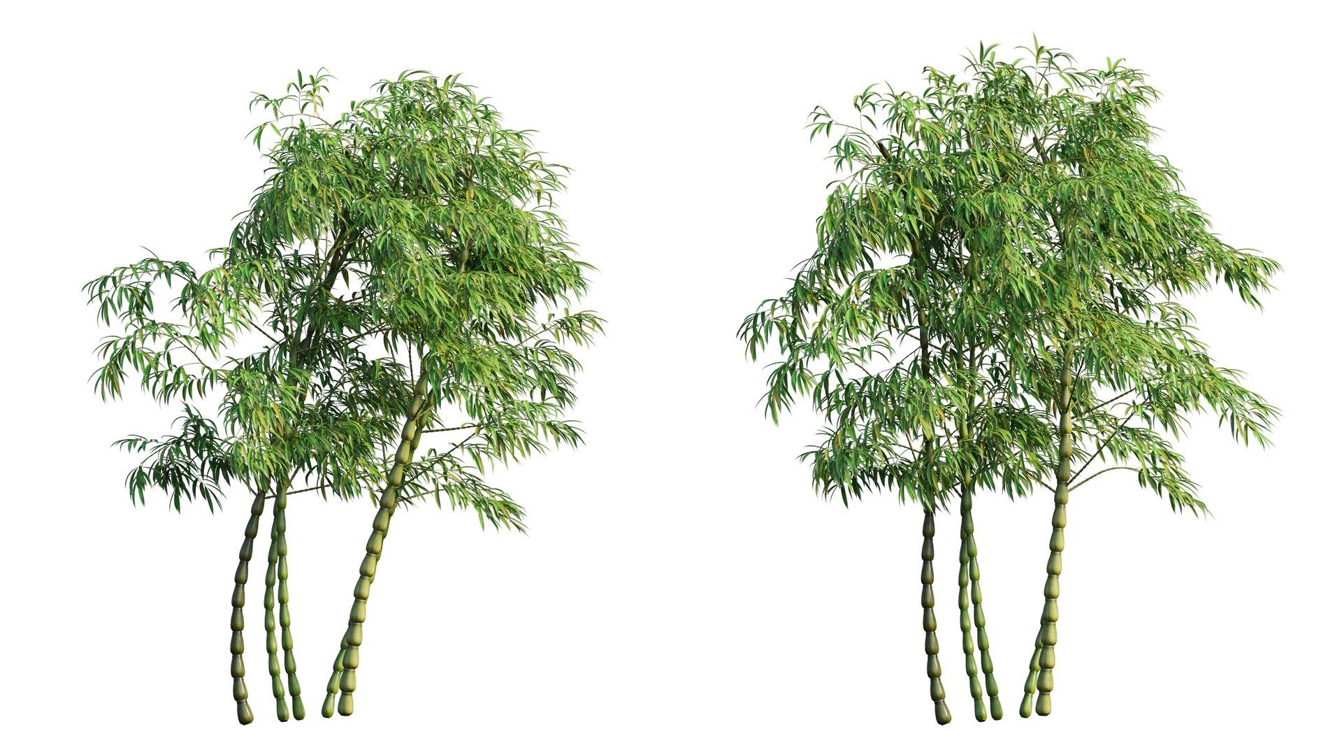 Bambusa Ventricosa 04 Bamboo 3D Model - TurboSquid 1537611