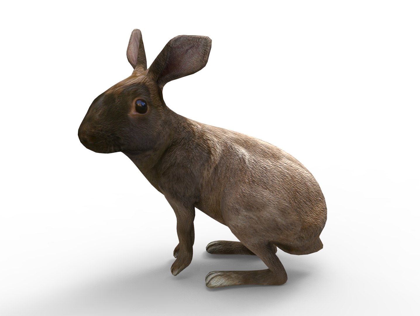 3D Model Rabbit Rigged - TurboSquid 1198753