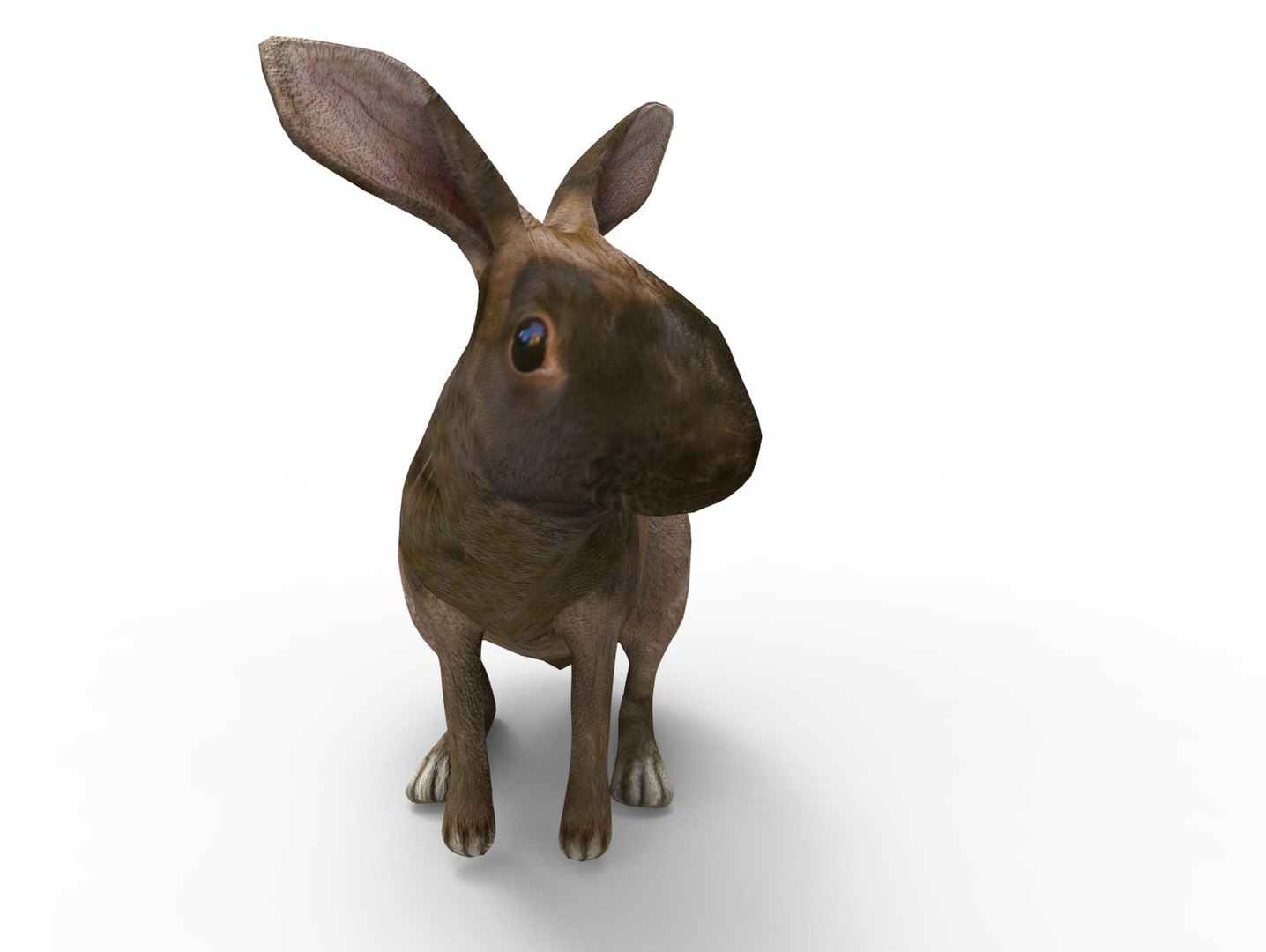 3D Model Rabbit Rigged - TurboSquid 1198753