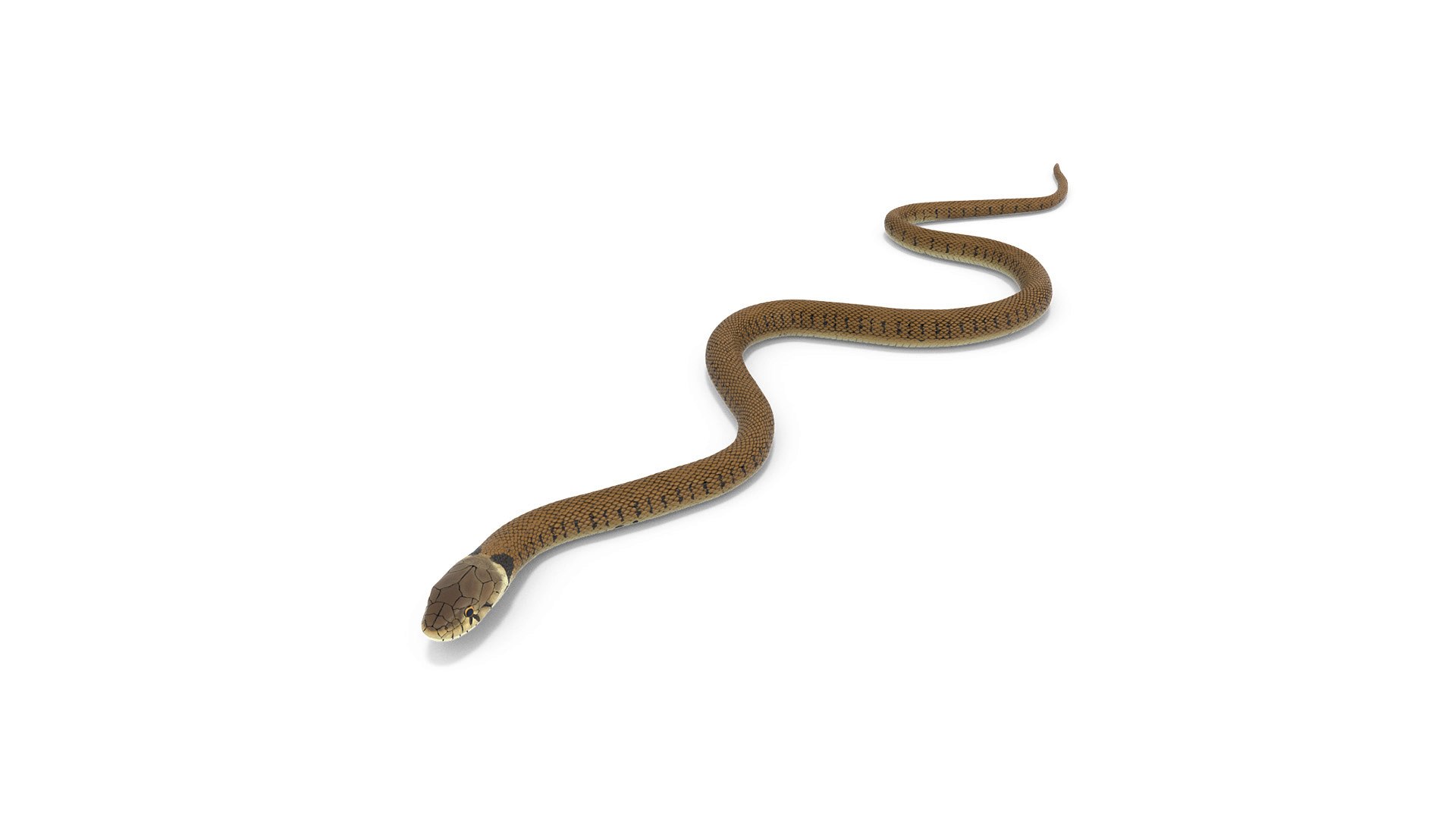 Water Snake Brown Crawling 3D model preview