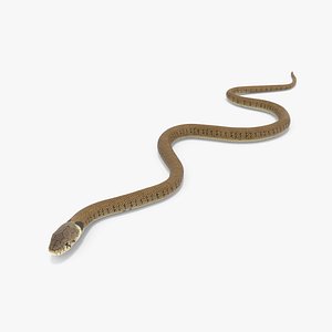 Water Snake Brown Crawling