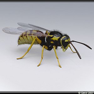 wasp vespula germanica 3d model