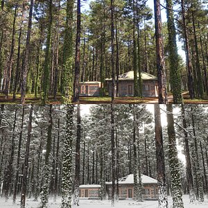 Pine Forest