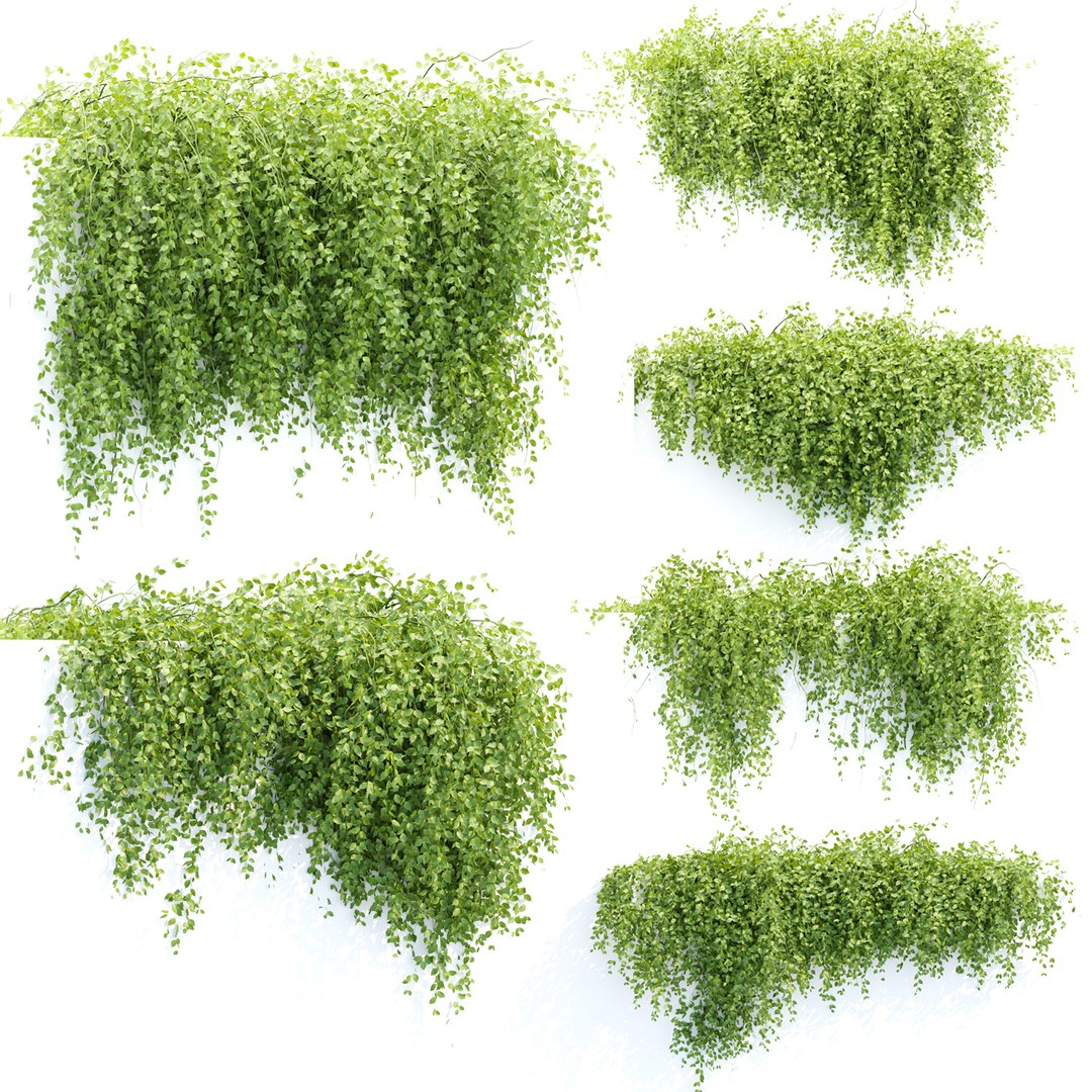 3D Hanging Wall Plants Collection - TurboSquid 2131379