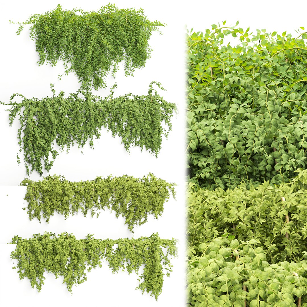 3D Hanging wall plants collection https://p.turbosquid.com/ts-thumb/3f/2TMIvP/yq/a/jpg/1695843572/1920x1080/fit_q87/4c0807747049f33df91232ad2312d34f6eb9cc0b/a.jpg