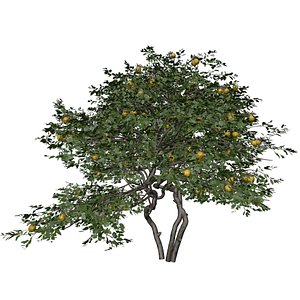 3D model Lemon Tree - 04 -