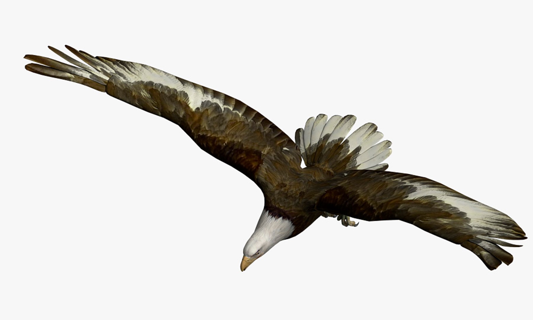 3D eagle bird animal model https://p.turbosquid.com/ts-thumb/3f/9kXvdI/gRIBPfMX/eagle03/jpg/1567514691/1920x1080/fit_q87/4357398cd13a24ca05c55c97973d18e174736804/eagle03.jpg