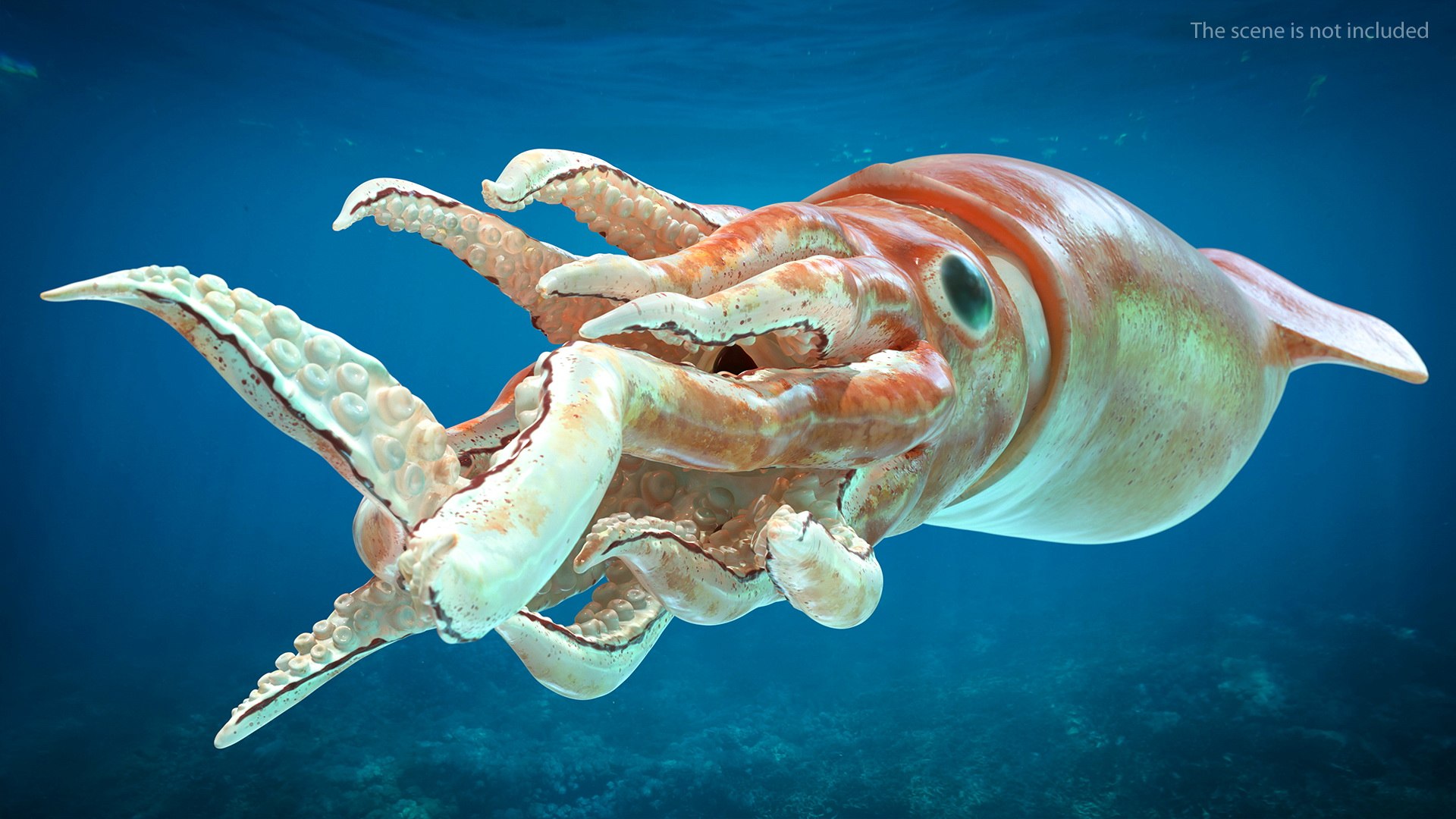 3D model arrow squid doryteuthis plei https://p.turbosquid.com/ts-thumb/3f/AiOp24/3Mr9cxOX/arrowsquiddoryteuthispleiriggedc4dmodel004/jpg/1600868482/1920x1080/fit_q87/a70501156c41cf847e4f00be97832c27b3ebc9e0/arrowsquiddoryteuthispleiriggedc4dmodel004.jpg