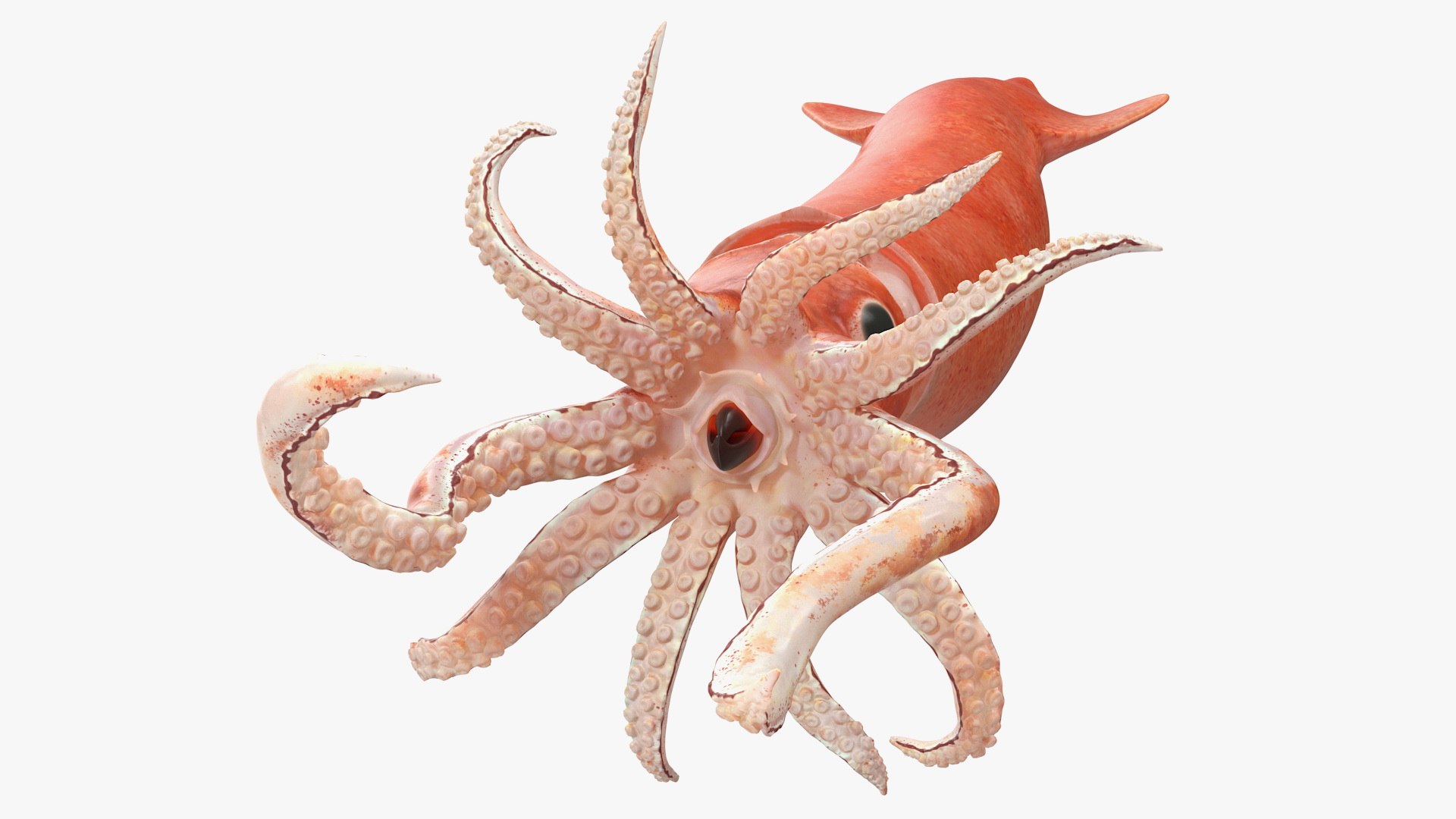 3D model arrow squid doryteuthis plei https://p.turbosquid.com/ts-thumb/3f/AiOp24/4UbnZULw/arrowsquiddoryteuthispleiriggedc4dmodel013/jpg/1600868553/1920x1080/fit_q87/79fd5f803a7125559fe1e37ab5f3d50f5eba44b3/arrowsquiddoryteuthispleiriggedc4dmodel013.jpg