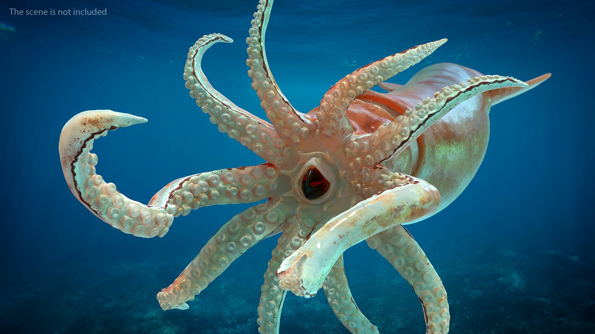 3D model arrow squid doryteuthis plei https://p.turbosquid.com/ts-thumb/3f/AiOp24/B6JFo1Wm/arrowsquiddoryteuthispleiriggedc4dmodel005/jpg/1600868490/1920x1080/fit_q87/6e6983fc998bccc5185dca378c36fd6d72e0e67c/arrowsquiddoryteuthispleiriggedc4dmodel005.jpg