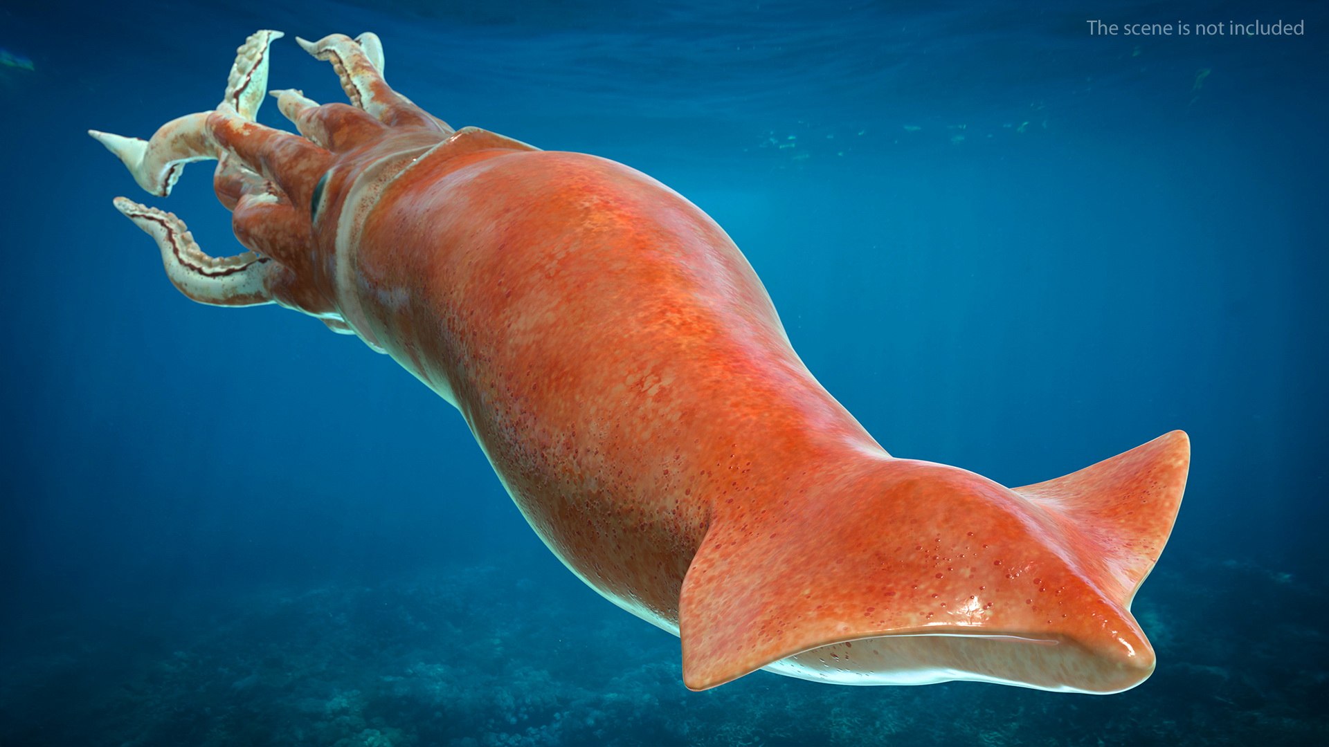 3D model arrow squid doryteuthis plei https://p.turbosquid.com/ts-thumb/3f/AiOp24/Fa6eErlc/arrowsquiddoryteuthispleiriggedc4dmodel009/jpg/1600868522/1920x1080/fit_q87/d01645d011b4ab3b2460c162c048df7d63fb2694/arrowsquiddoryteuthispleiriggedc4dmodel009.jpg