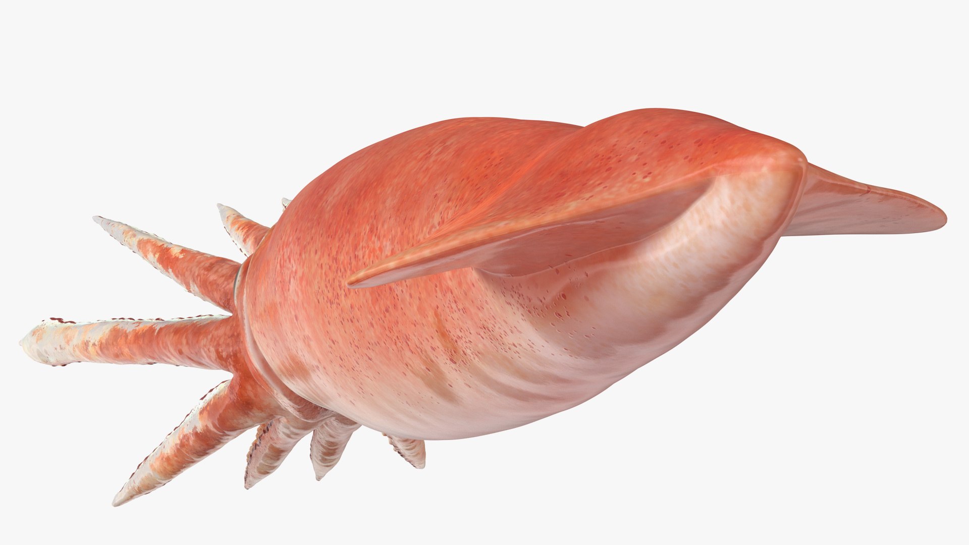 3D model arrow squid doryteuthis plei https://p.turbosquid.com/ts-thumb/3f/AiOp24/Gxqvnojl/arrowsquiddoryteuthispleiriggedc4dmodel015/jpg/1600868568/1920x1080/fit_q87/cd085f3d146d04daee84cd5a2d0d5ac5321e2f55/arrowsquiddoryteuthispleiriggedc4dmodel015.jpg