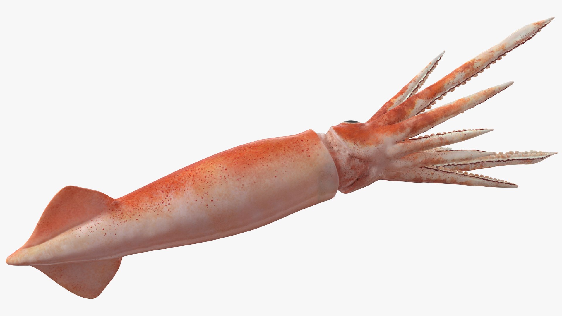 3D model arrow squid doryteuthis plei https://p.turbosquid.com/ts-thumb/3f/AiOp24/N2AJ3Z0m/arrowsquiddoryteuthispleiriggedc4dmodel014/jpg/1600868560/1920x1080/fit_q87/c7a1b580a76a170e0959d2732136191c3097a341/arrowsquiddoryteuthispleiriggedc4dmodel014.jpg