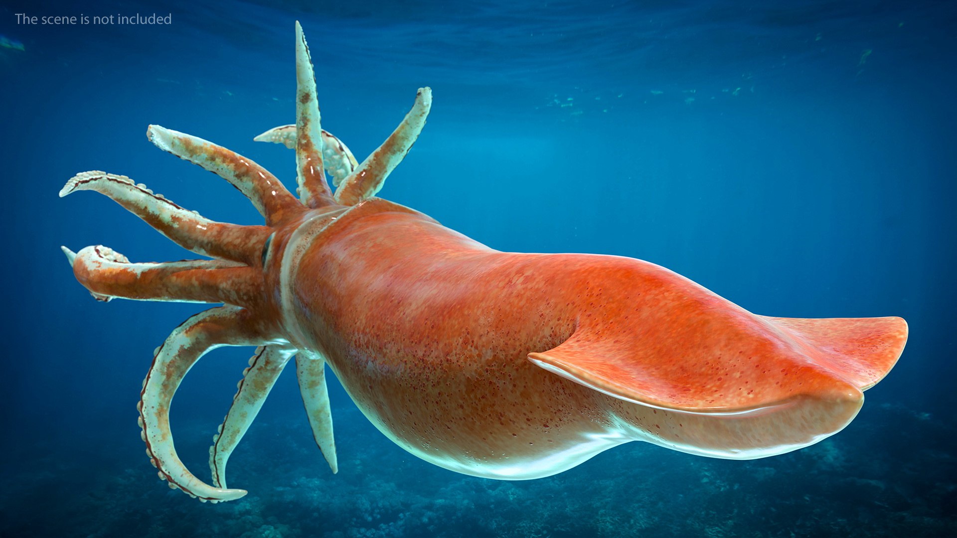 3D model arrow squid doryteuthis plei https://p.turbosquid.com/ts-thumb/3f/AiOp24/WWfq6dad/arrowsquiddoryteuthispleiriggedc4dmodel008/jpg/1600868514/1920x1080/fit_q87/5d7928698cc341e48510a4c3300ec262df9cf088/arrowsquiddoryteuthispleiriggedc4dmodel008.jpg