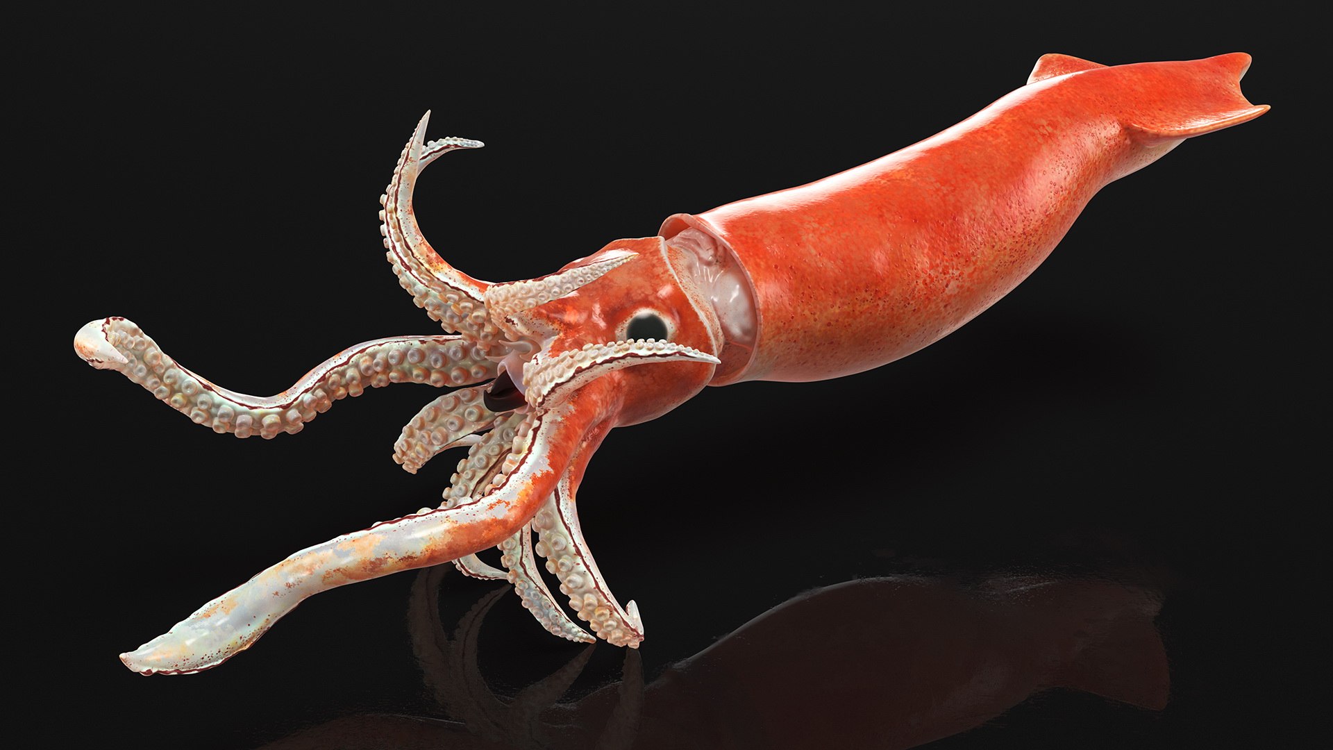 3D model arrow squid doryteuthis plei https://p.turbosquid.com/ts-thumb/3f/AiOp24/Wrp6bnNm/arrowsquiddoryteuthispleiriggedc4dmodel010/jpg/1600868530/1920x1080/fit_q87/254e6c3269cbafb4da1edc2bb373152d1d9fa3b3/arrowsquiddoryteuthispleiriggedc4dmodel010.jpg
