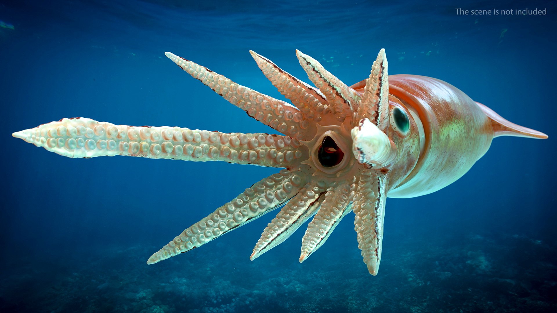3D model arrow squid doryteuthis plei https://p.turbosquid.com/ts-thumb/3f/AiOp24/lBJiFNTI/arrowsquiddoryteuthispleiriggedc4dmodel003/jpg/1600868474/1920x1080/fit_q87/20be81187a4caccd2a4dd69517f00dca75b5d815/arrowsquiddoryteuthispleiriggedc4dmodel003.jpg