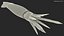 Arrow Squid Doryteuthis Plei Rigged for Modo