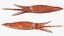 Arrow Squid Doryteuthis Plei Rigged for Modo