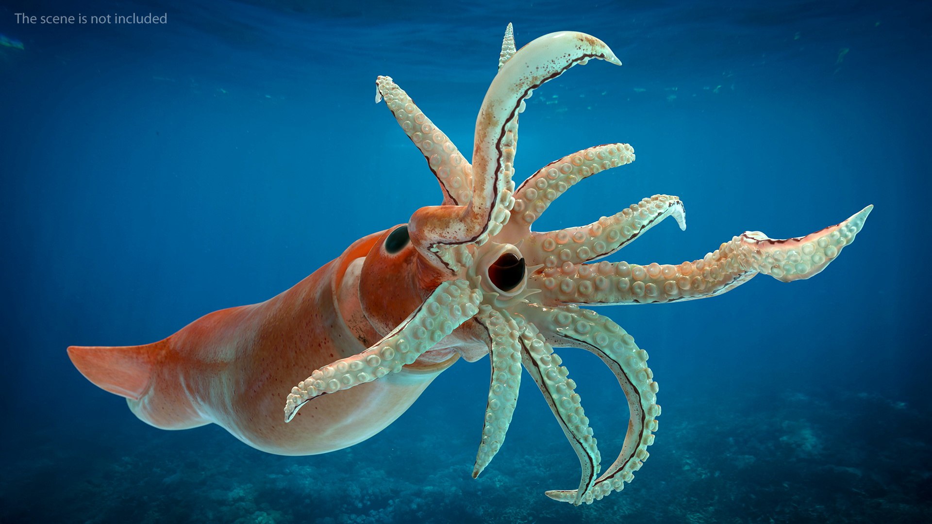 3D model arrow squid doryteuthis plei https://p.turbosquid.com/ts-thumb/3f/AiOp24/tG9CkwNp/arrowsquiddoryteuthispleiriggedc4dmodel006/jpg/1600868498/1920x1080/fit_q87/693411a0564b96cb0e1b5a10fa02b33d8d53dc8f/arrowsquiddoryteuthispleiriggedc4dmodel006.jpg