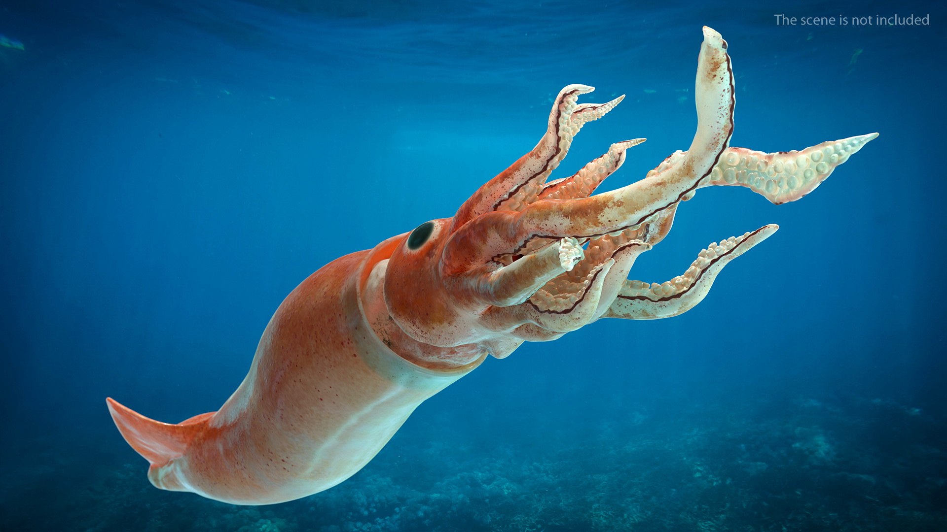 3D model arrow squid doryteuthis plei https://p.turbosquid.com/ts-thumb/3f/AiOp24/vQRwQBeo/arrowsquiddoryteuthispleiriggedc4dmodel007/jpg/1600868505/1920x1080/fit_q87/3f13a5ad0f252742d7ed855f64ece06f1cdbe918/arrowsquiddoryteuthispleiriggedc4dmodel007.jpg