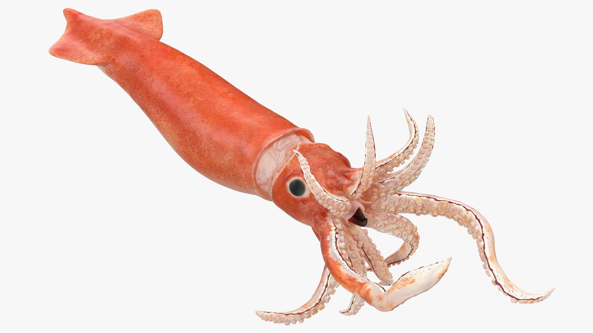 3D model arrow squid doryteuthis plei https://p.turbosquid.com/ts-thumb/3f/AiOp24/wWuBkrL2/arrowsquiddoryteuthispleiriggedc4dmodel012/jpg/1600868545/1920x1080/fit_q87/6e095cd6ef5e2dd9c442a8935d7f51503b0503b8/arrowsquiddoryteuthispleiriggedc4dmodel012.jpg