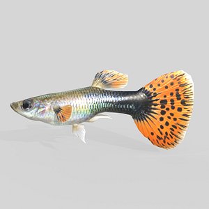 3D Guppy Fish Male model