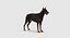 Doberman