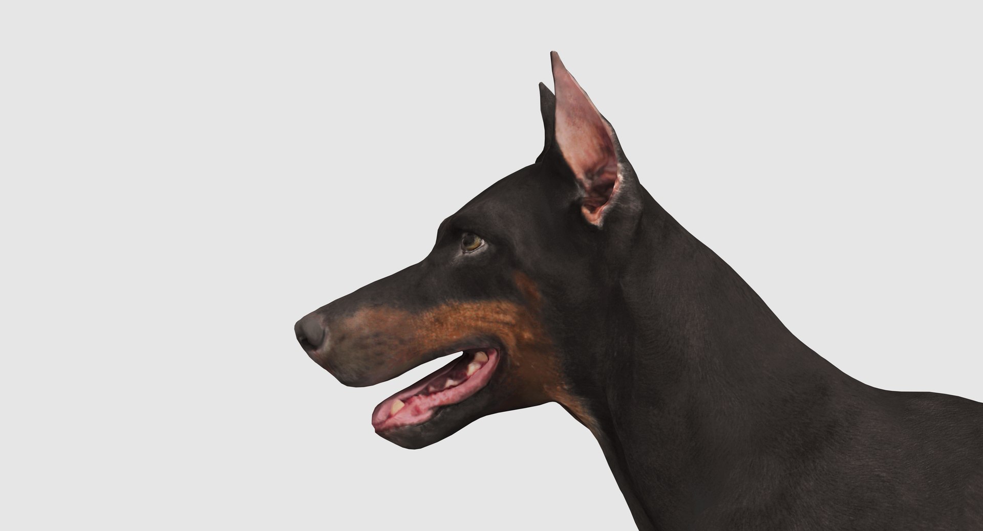 3D doberman scanned archviz https://p.turbosquid.com/ts-thumb/3f/DZiiSl/807K3Q1H/100007/png/1541184853/1920x1080/fit_q87/3ae0cc13f5b213a2cfb53c94fce0799294ce1a0b/100007.jpg