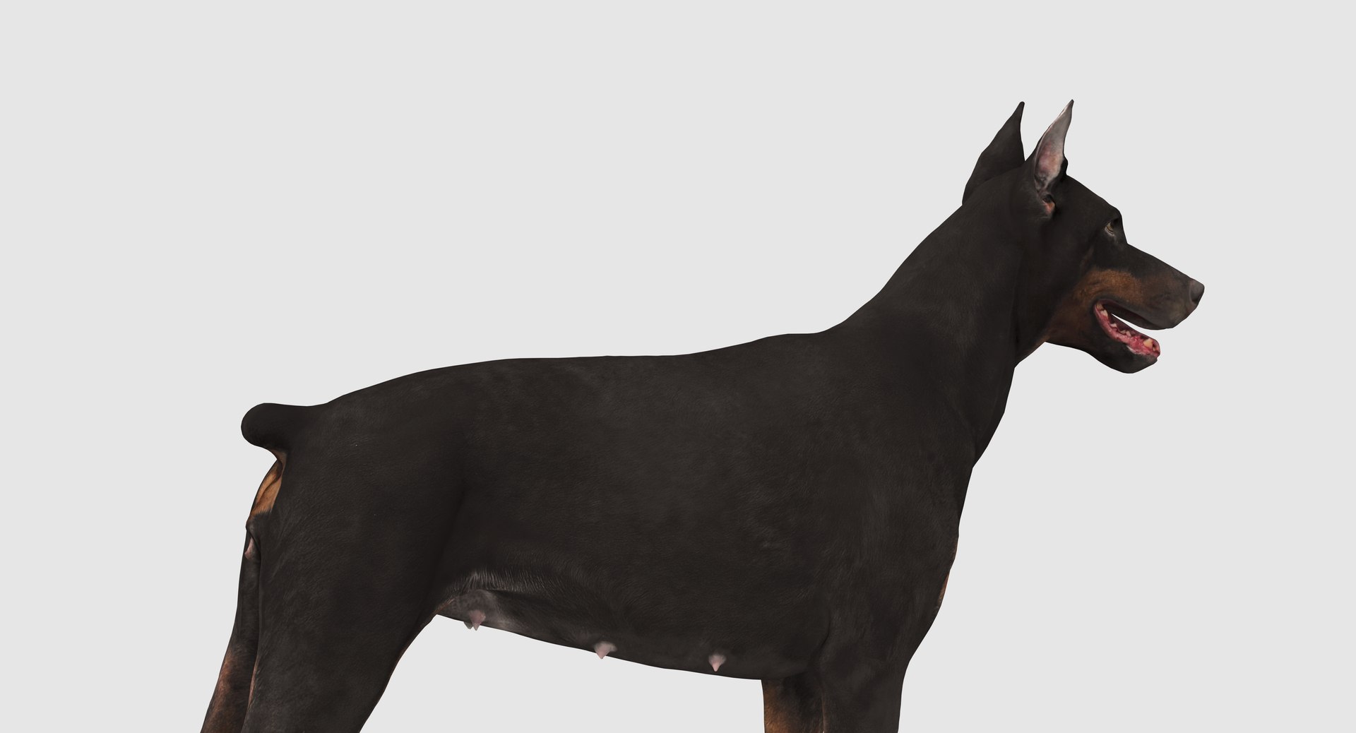 3D doberman scanned archviz https://p.turbosquid.com/ts-thumb/3f/DZiiSl/AhzSMSd2/100004/png/1541184853/1920x1080/fit_q87/3e0d945768d98855cf46b1ec78ae64dc118e2ba9/100004.jpg